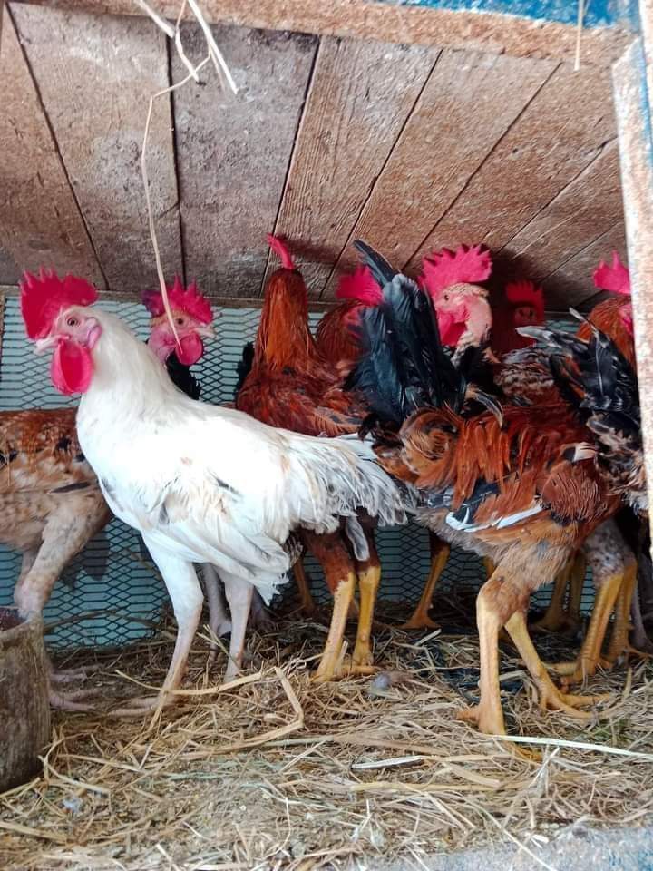 فراخ وزن نص ك ل 700جرام