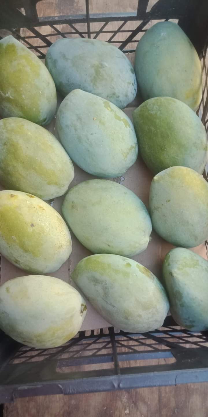 المانجا الزبديه الاصليه بتاعت اسماعيليه