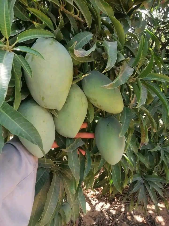 المانجا الزبديه الاصليه بتاعت اسماعيليه