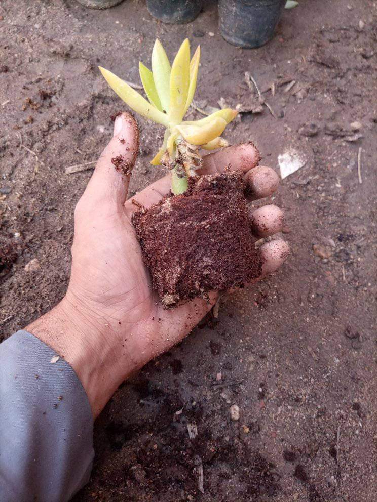 بيتموس بسعر مناسب للجميع