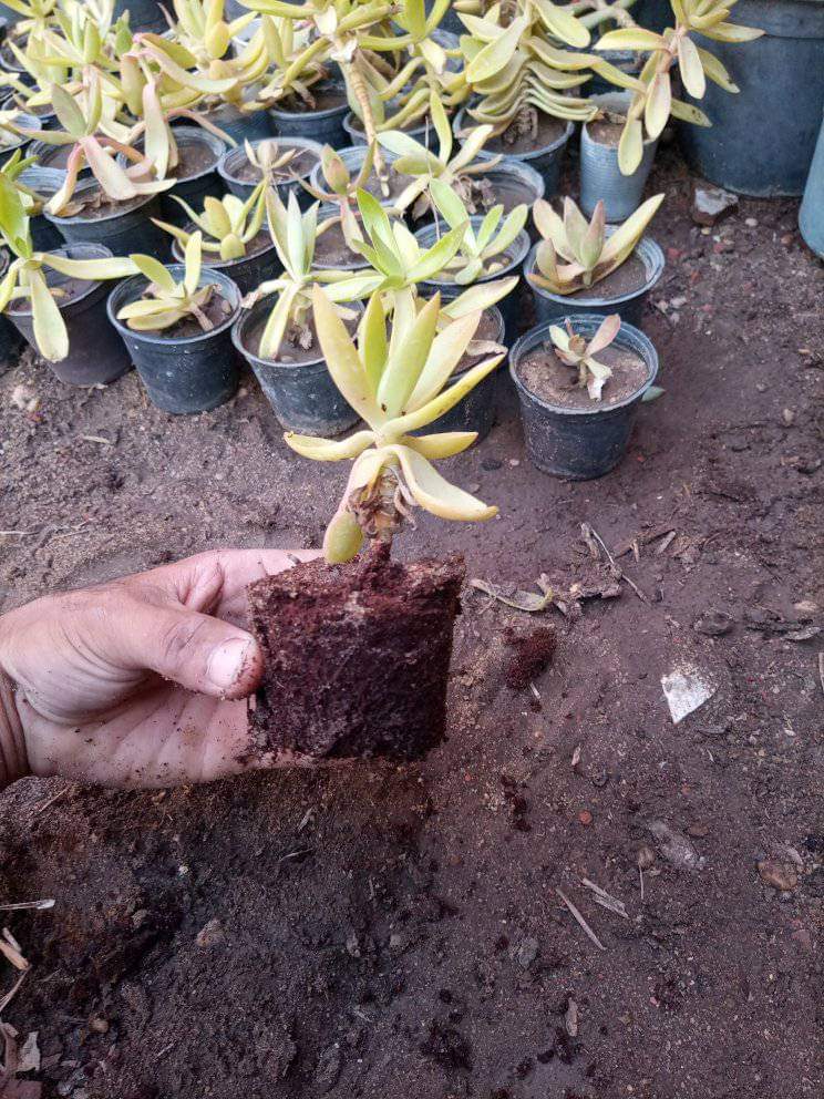 بيتموس بسعر مناسب للجميع