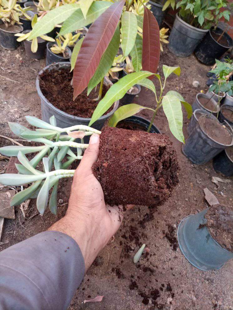 بيتموس بسعر مناسب للجميع