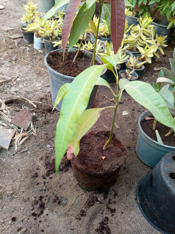 بيتموس بسعر مناسب للجميع