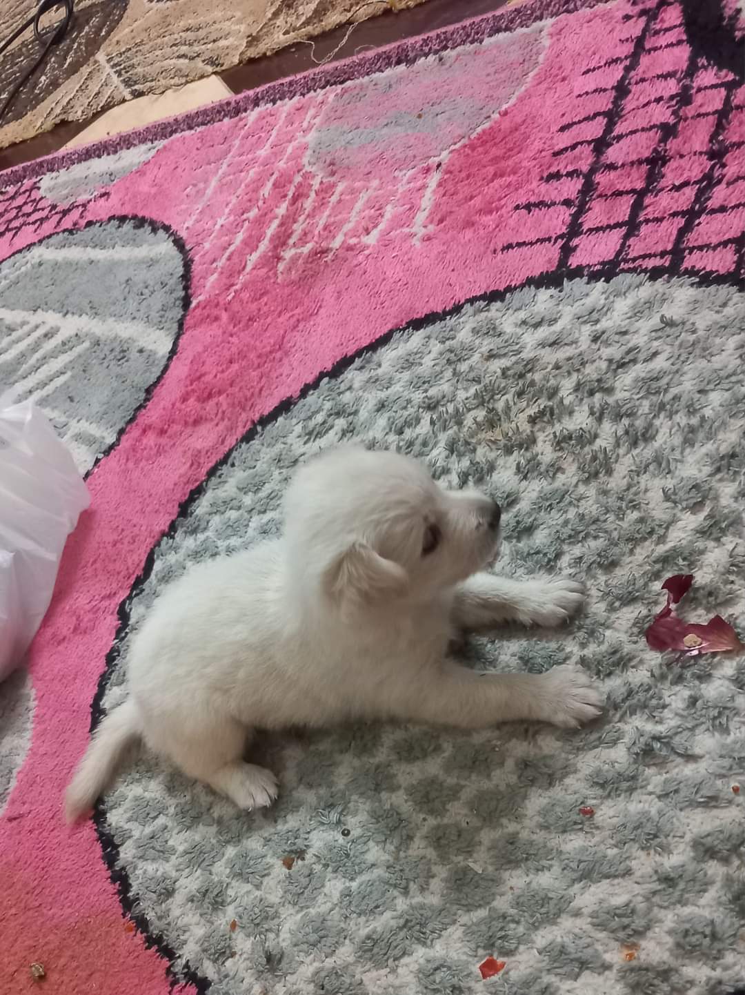 للبيع كلب لولوه عمره ٤٠ يوم 🥹❤️