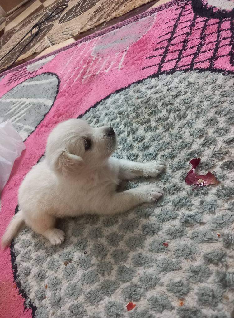 للبيع كلب لولوه عمره ٤٠ يوم 🥹❤️