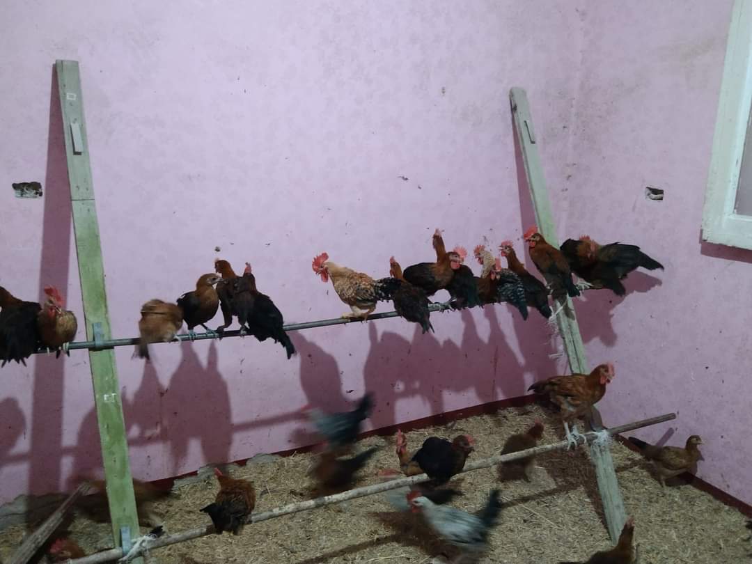 ديوك بلدي تربية بيتي