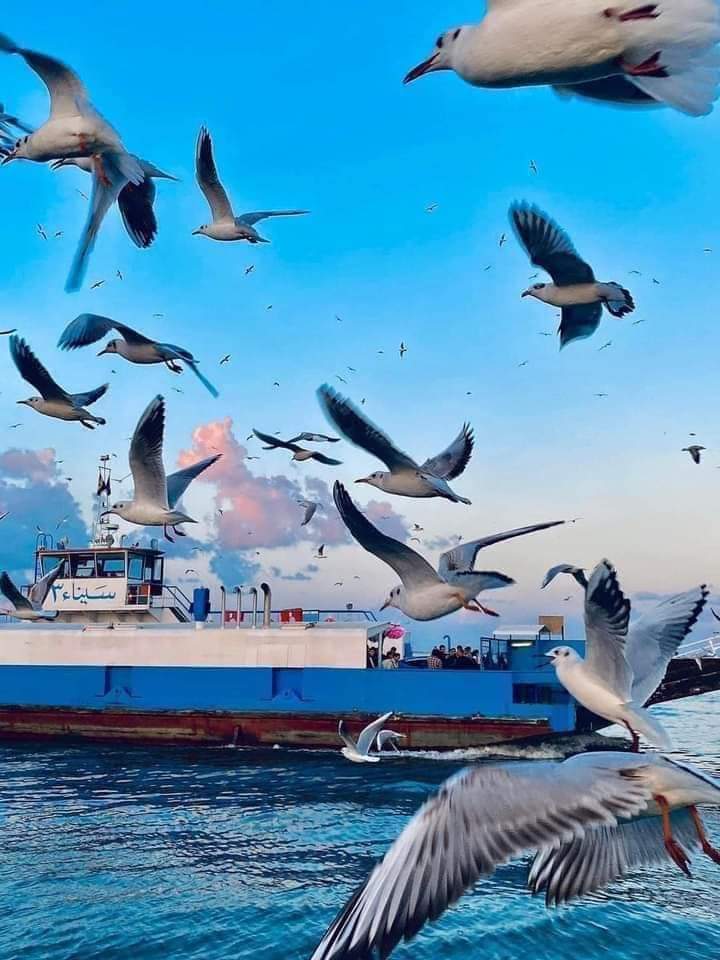 رحلة بور سعيد وبور فؤاد